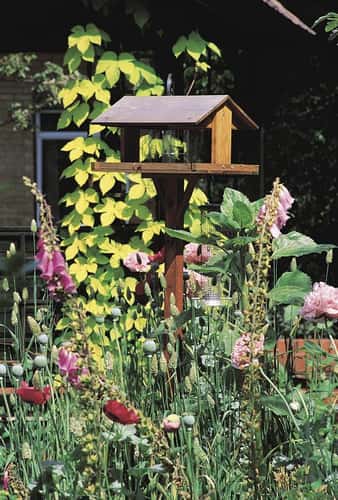 Bird table in Henry Doubleday wildlife garden.  The Lodge.  Summer 1998