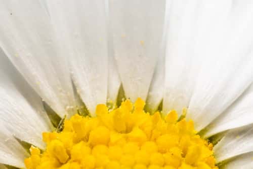 Common daisy Bellis perennis, close up super macro, Rural Garden, Hertfordshire, England, UK, March