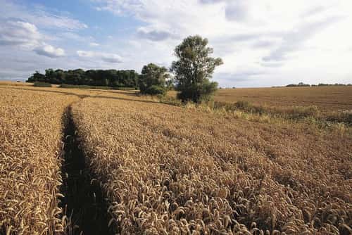Agriculture, arable wheat fields at Hope Farm just prior to the harvest.  August 2000