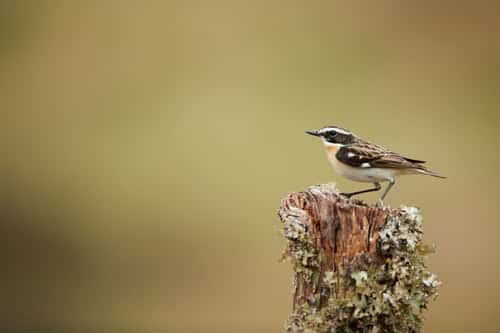 Whinchat Saxicola rubetra, male perched on lichen-covered post in moorland, Dumfries and Galloway, Scotland, UK, June