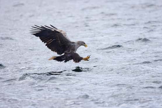 White-tailed eagle Haliaeetus albicilla, adult diving for fish, Loch na Keal, Isle of Mull, Scotland, UK, April