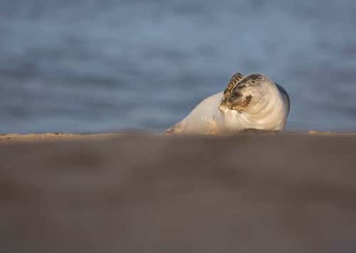 Grey seal Halichoerus grypus, juvenile scratching on beach, Norfolk, England, UK, August