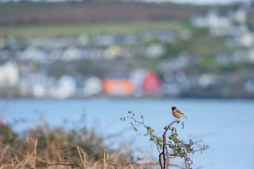European stonechat Saxicola rubicola, perched on scrub in front of coastal habitat and town, Ireland, March