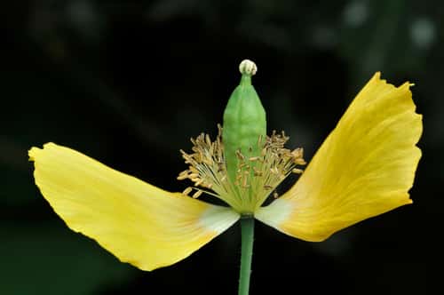 Welsh poppy Meconopsis cambrica, close-up of the flower of a plant growing at the base of stone wall in village street, Berwickshire, Scottish Borders, Scotland, UK, June