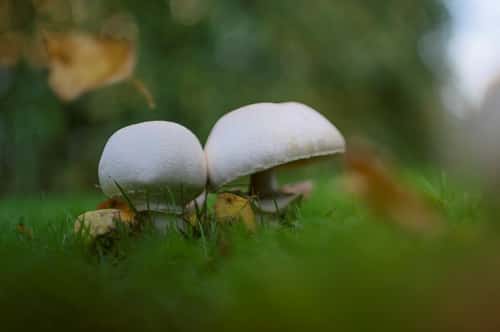 Field mushroom Agaricus campestris, with autumnal falling leaves in garden lawn, Essex, England, UK, October