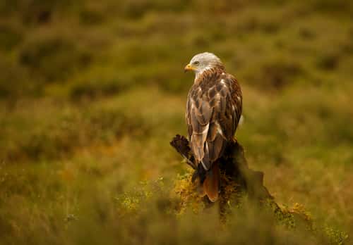 Red kite Milvus milvus, perched on stump in a field, captive individual, Central Scotland, UK, June
