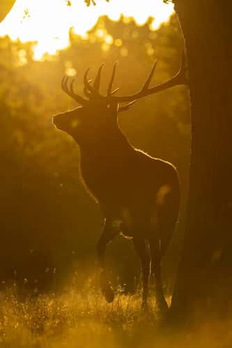 Red deer Cervus elaphus, stag, Bushy Park, London, UK, September
