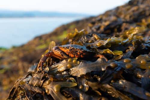 Shore crab Carcinus maenas, hiding in seaweed along a North Wales estuary, UK, June