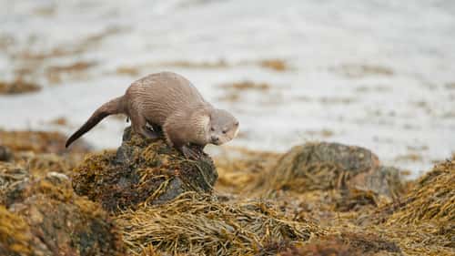 Otter Lutra lutra, male sprainting to mark his territory on seaweed-covered shoreline, Shetlands, Scotland, UK, October