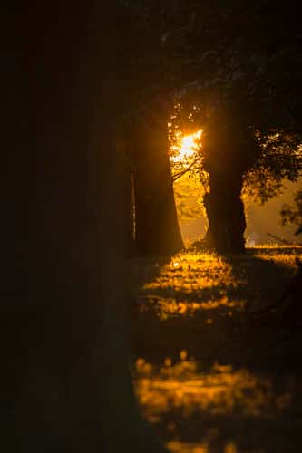 Landscape view of setting sun in woodland, Richmond Park, Greater London, October 2018