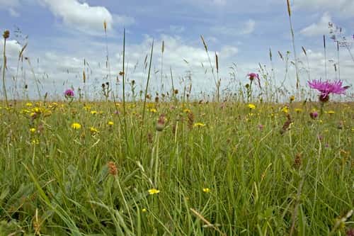 Wet meadows in flower, West Sedgemoor RSPB reserve, Somerset Levels, England