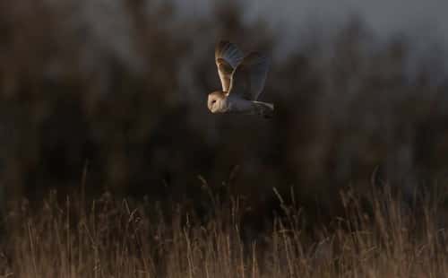 Barn owl Tyto alba, hunting in flight over rough grassland, Gloucestershire, England, UK, April