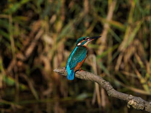 Kingfisher Alcedo atthis, adult perched on bullrush head, back view looking skywards, Holme, Norfolk, UK, October