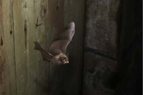 Lesser horseshoe bat Rhinolophus hipposideros, adult in flight in barn, France, August
