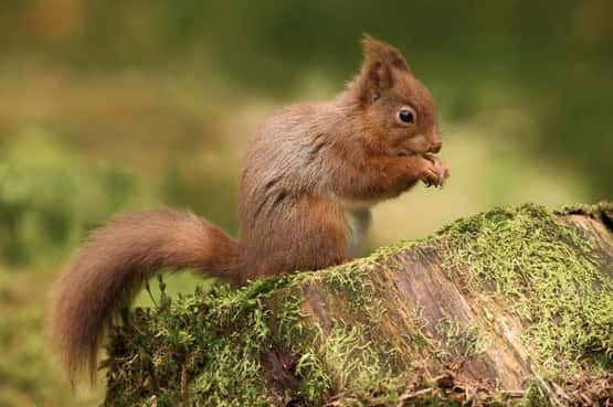 Red squirrel Sciurus vulgaris, breeding adult eating on a mossy tree stump, Yorkshire Dales Natoinal Park, April