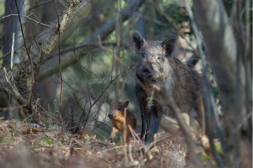 Wild boar Sus scrofa, mature female with weaning piglet in tangled woodland undergrowth, Forest of Dean, Gloucestershire, February