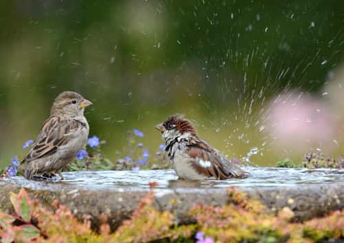 House sparrow, Passer domesticus, male bathing in garden bird bath with female watching, County Durham, September