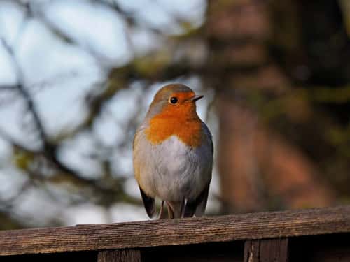 Robin Erithacus rubecula, adult perched on garden fence, front view, Holt, Norfolk, UK, December