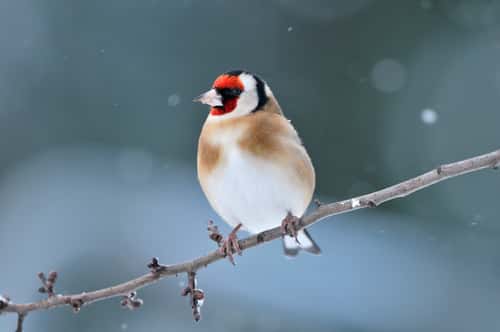 Goldfinch Carduelis carduelis, perched on twigs in garden hedge in snowy weather, Berwickshire, Scottish Borders, Scotland, UK, December