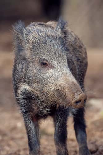 Wild boar Sus scrofa, in forest setting, Forest of Dean, October