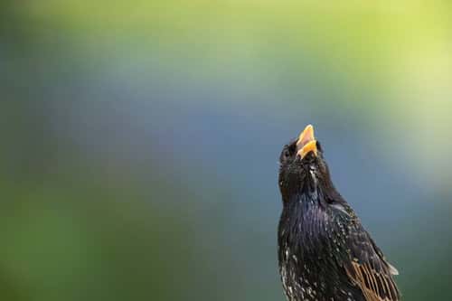 Starling Sturnus vulgaris, adult bird singing, Suffolk, England, UK, May