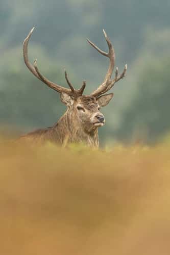 Red deer Cervus elaphus, stag looking over brow of hill, Bradgate Park, Leicestershire, October