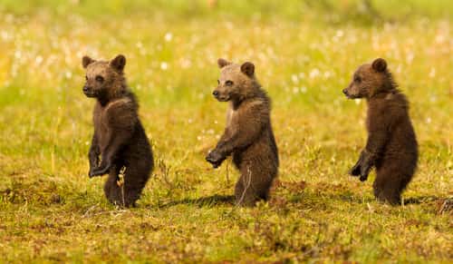 Eurasian brown bear Ursus arctos arctos, three cubs, Finland, July