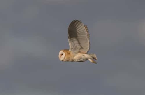Barn owl Tyto alba, hunting in flight over rough grassland, Gloucestershire, England, UK, March