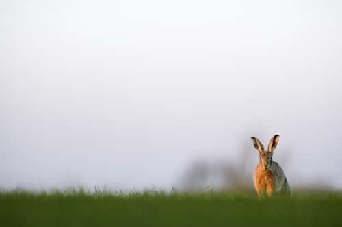 European hare Lepus europaeus, sat out on low arable farmland, Hertfordshire, England, UK, March