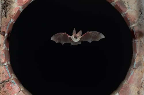 Grey long-eared bat Plecotus austriacus, flying through wood and brick arch, France, August