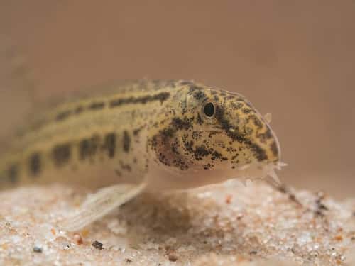 Spined loach Cobitis taenia, from River Stour, Essex/Suffolk, England, UK, February