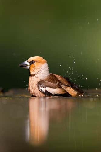 Hawfinch Coccothraustes coccothraustes, male bathing in woodland pool near Lake Csaj, Hungary in June.