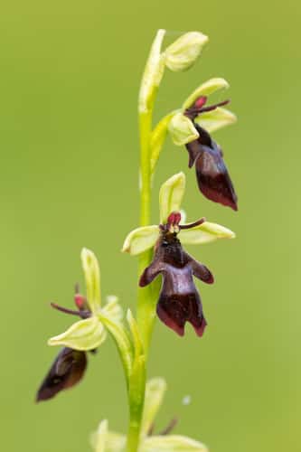 Fly orchid Ophrys insectifera, flowering in meadow, Warburg Nature Reserve, Oxfordshire, June