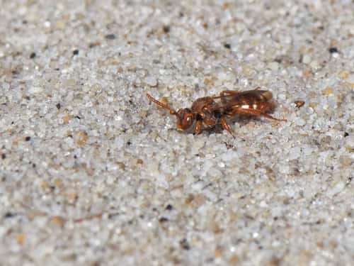 Bear-clawed nomad bee Nomada baccata, a nationally scarce parasitic bee seeking nests of its equally scarce host species the Small sandpit mining bee Andrena argentata, in a loose sandy area of heathland, Dorset, UK, August