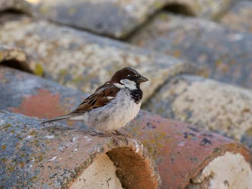 House sparrow Passer domesticus, single male on roof, Spain, June