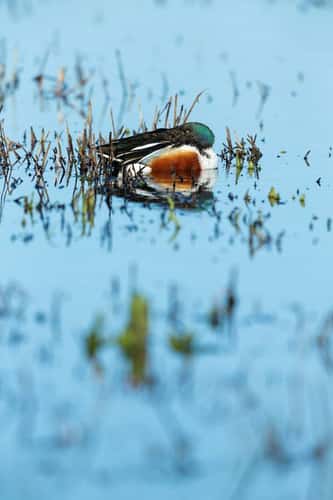 Northern shoveler Anas clypeata, adult male roosting on flooded marsh, Greylake RSPB Reserve, Somerset, March