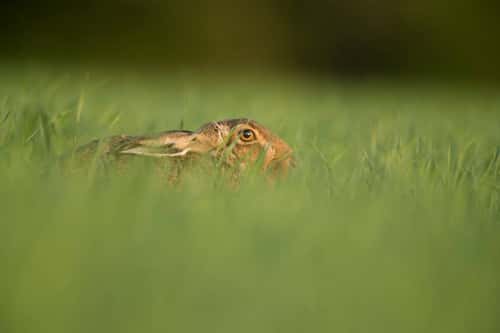 Brown hare Lepus europaeus, adult  sitting in alert position in arable field, Hertfordshire, England, UK, May