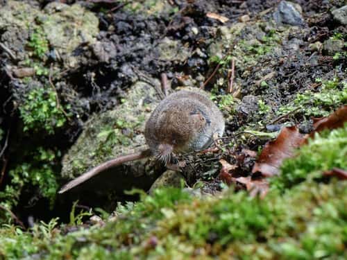 Pygmy shrew Sorex minutus, foraging in a garden flowerbed at night near a mouse burrow, Wiltshire, UK, January