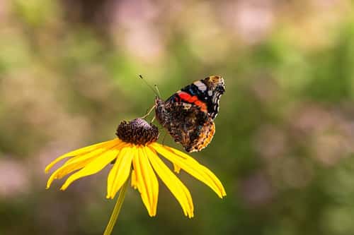 Red admiral Vanessa atalanta, side view,wings raised, taking nectar from rudbeckia flowers, garden border, County Durham, July