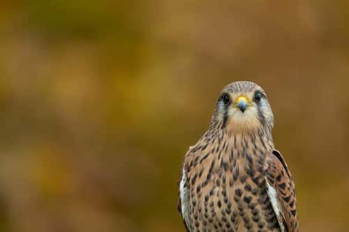 Common kestrel Falco tinnunculus (captive), adult female portrait, Hawk Conservancy Trust, Hampshire, UK, November