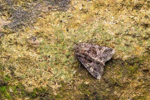 Campion Sideridis rivularis, imago resting, Weston-Super-Mare, Somerset, England, UK, August