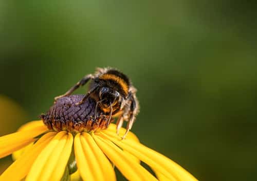 White-tailed bumblebee Bombus lucorum, feeding on a rudbeckia flower, underbody showing yellow reflection from flower, garden, County Durham, September