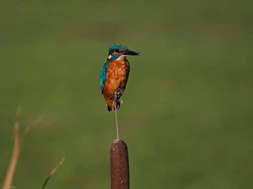 Kingfisher Alcedo atthis, adult perched on bullrush head, front view looking skywards, Holme, Norfolk, UK, October