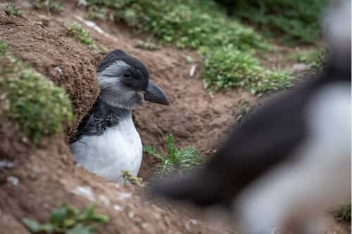 Atlantic puffin Fratercula arctica, young 'puffling' in its burrow at the Wick on Skomer Island, Pembrokeshire, Wales, June