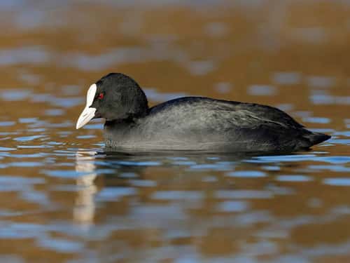 Coot Fulica atra, adult swimming on golden coloured water, The Wirral, UK, December
