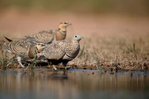 Black-bellied sandgrouse Pterocles orientalis, single female by water with two pin-tailed sandgrouse, Spain, July