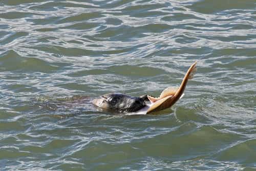Grey seal Halichoerus grypus, holding a Small-eyed ray Raja microocellata, it has just caught in its jaws as it swims in an estuary mouth, Trebetherick, Cornwall, UK, April