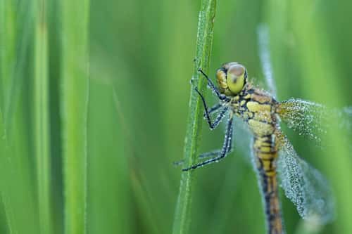 Ruddy darter dragonfly Sympetrum sanguineum, resting on stem while covered in morning dew, Essex, England, UK, July