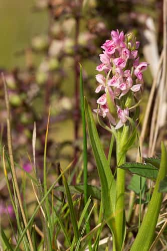 Southern marsh orchid Dactylorhiza praetermissa, single spike in flower, Parsonage Moor, Oxfordshire, The Wildlife Trusts, June