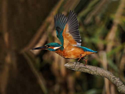 Kingfisher Alcedo atthis, adult female taking off from perch, side view with wings raised, Holme, Norfolk, UK, October